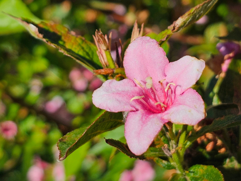 Eine rosa Blüte im Garten.