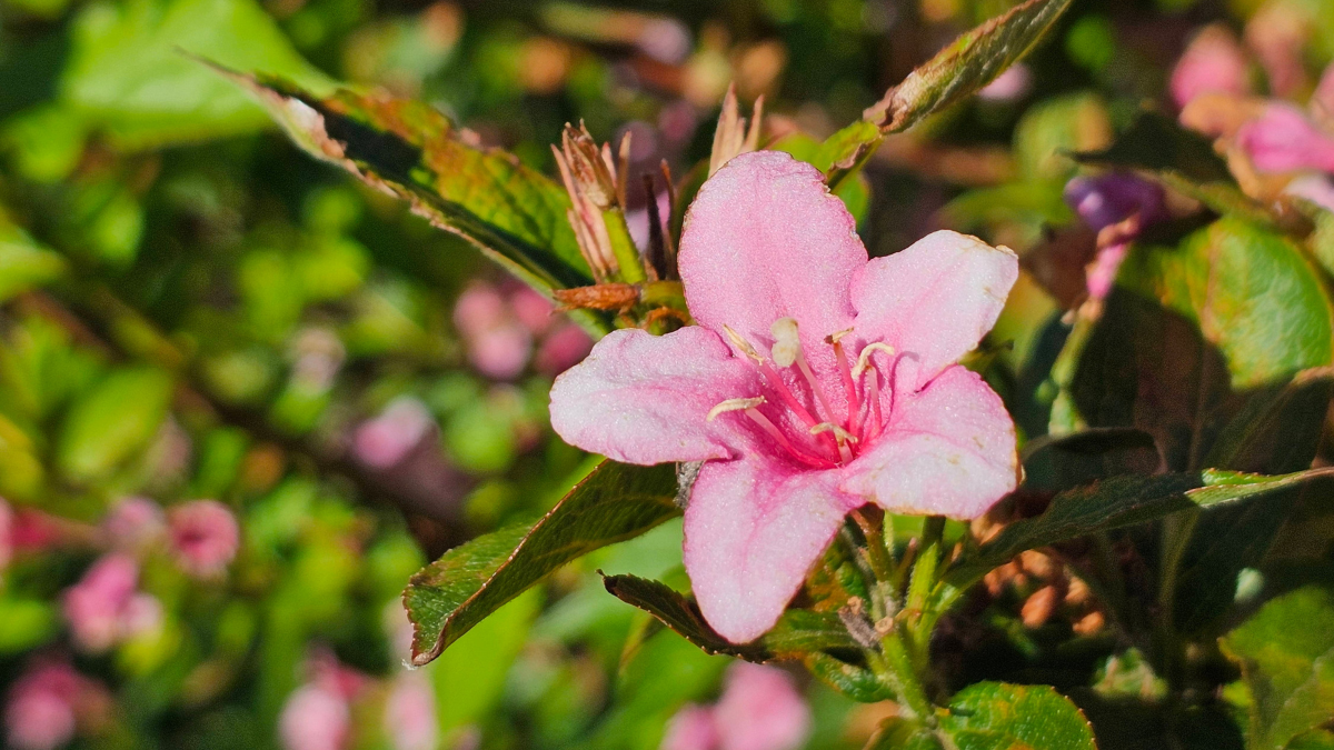 Eine rosa Blüte im Garten.