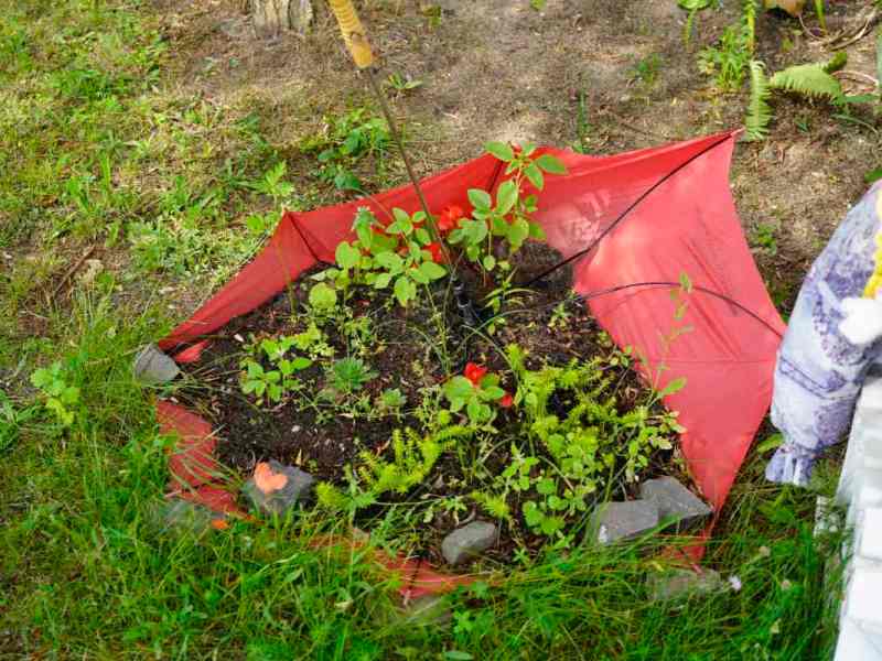 Eine Regenschirm-Upcycling-Idee zeigt einen roten Regenschirm, der als Blumenbeet benutzt wird.