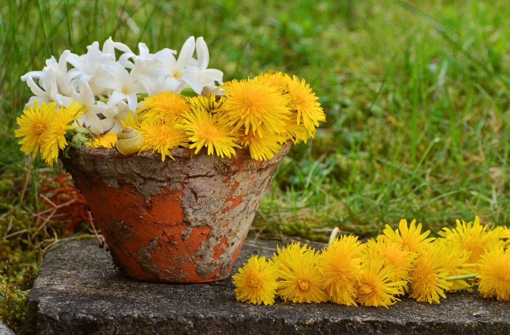 Gelb blühender Löwenzahn in einem alten Blumentopf.