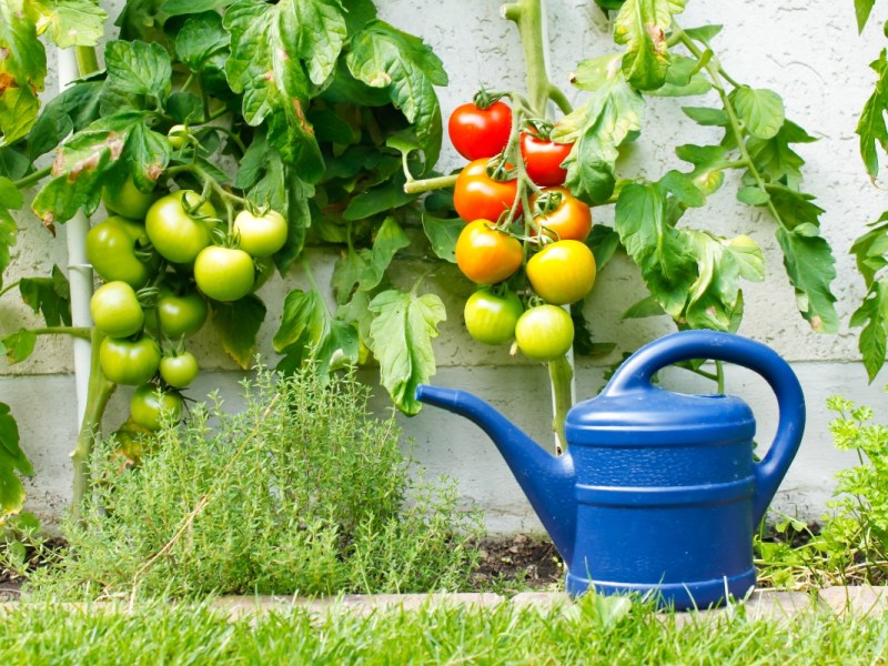 Tomaten hängen an einem Strauch in einem Garten.