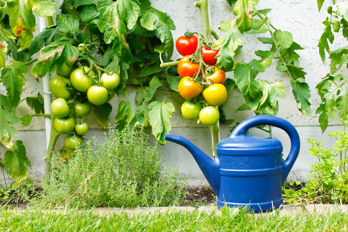 Tomaten hängen an einem Strauch in einem Garten.