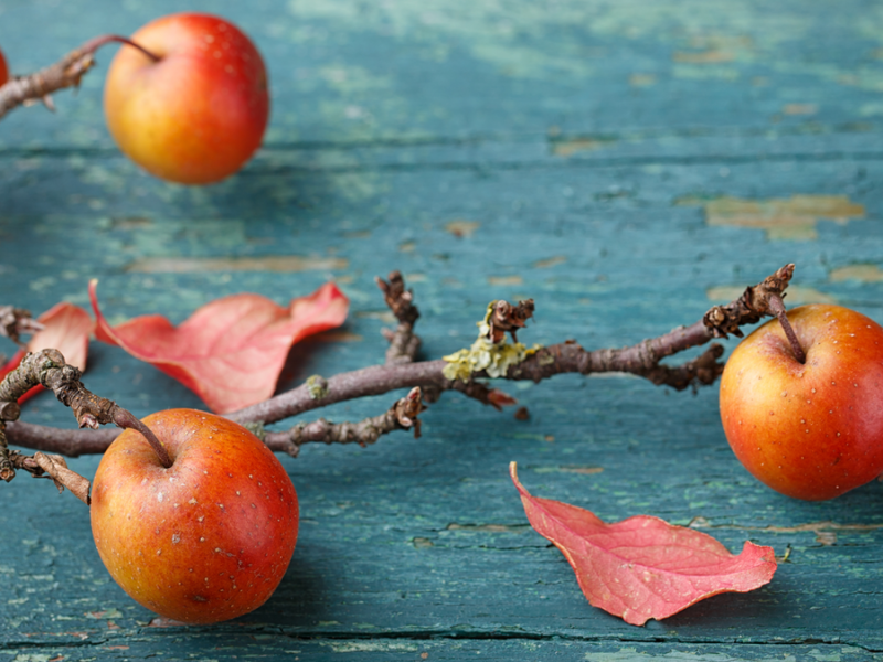 Ein Zweig eines Apfelbaum-Astes auf hellblauem Hintergrund.