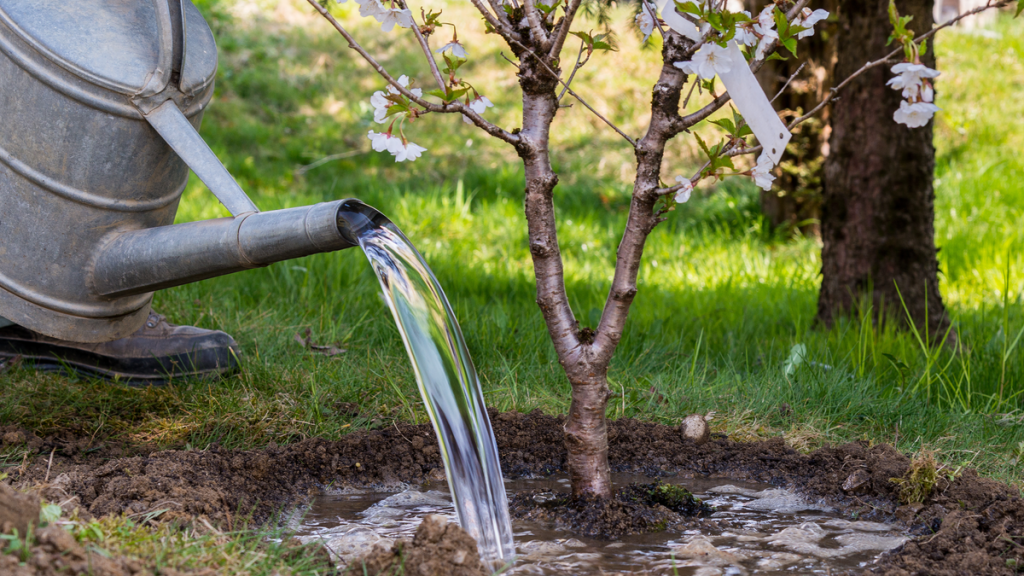 Eine Pflanze im Garten wird gegossen.