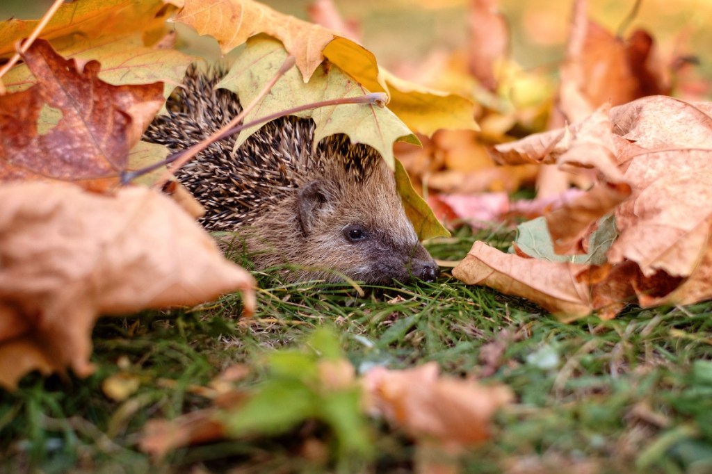 Ein Igel zwischen Herbstlaub.