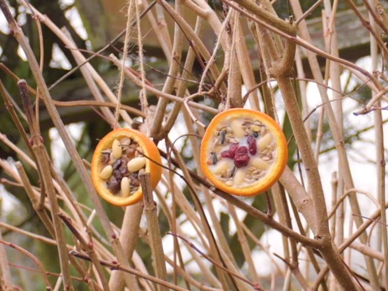 Selbstgemachtes Vogelfutter in zwei Orangenhälften hängt an einem Baum.