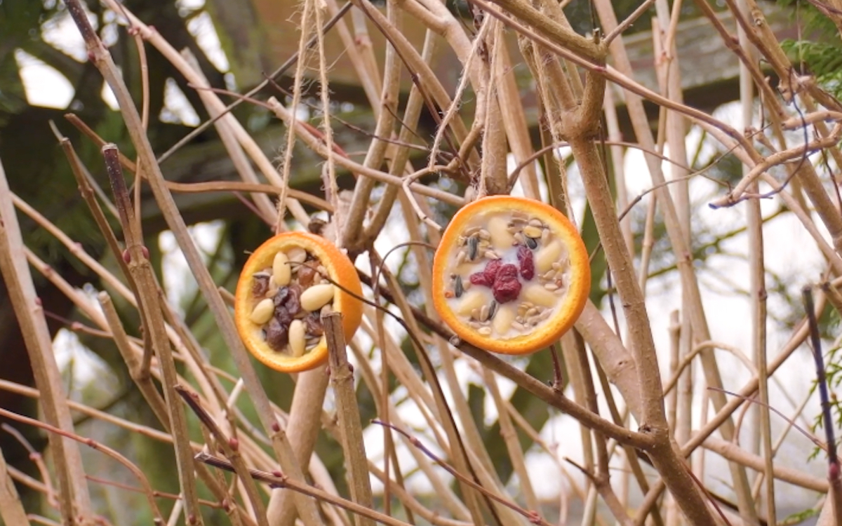 Selbstgemachtes Vogelfutter in zwei Orangenhälften hängt an einem Baum.