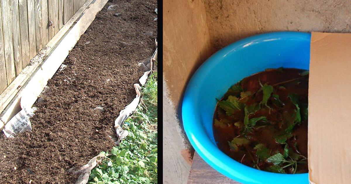 Unkraut 8 Hausmittel, um Unkraut im Rasen zu vernichten Genialetricks