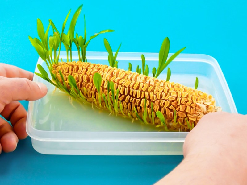 8 Tricks, Gemüse und Obst zu Hause anzupflanzen | Pflanzen