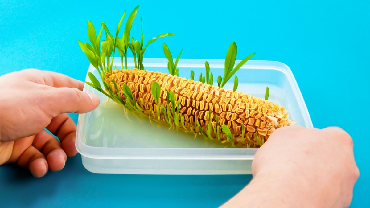 8 Tricks, Gemüse und Obst zu Hause anzupflanzen | Pflanzen