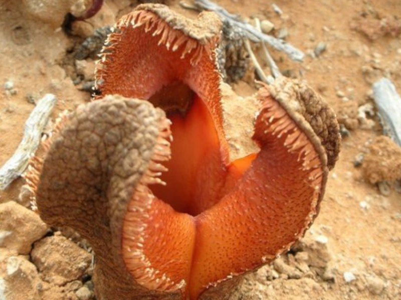 Bild einer Hydnora