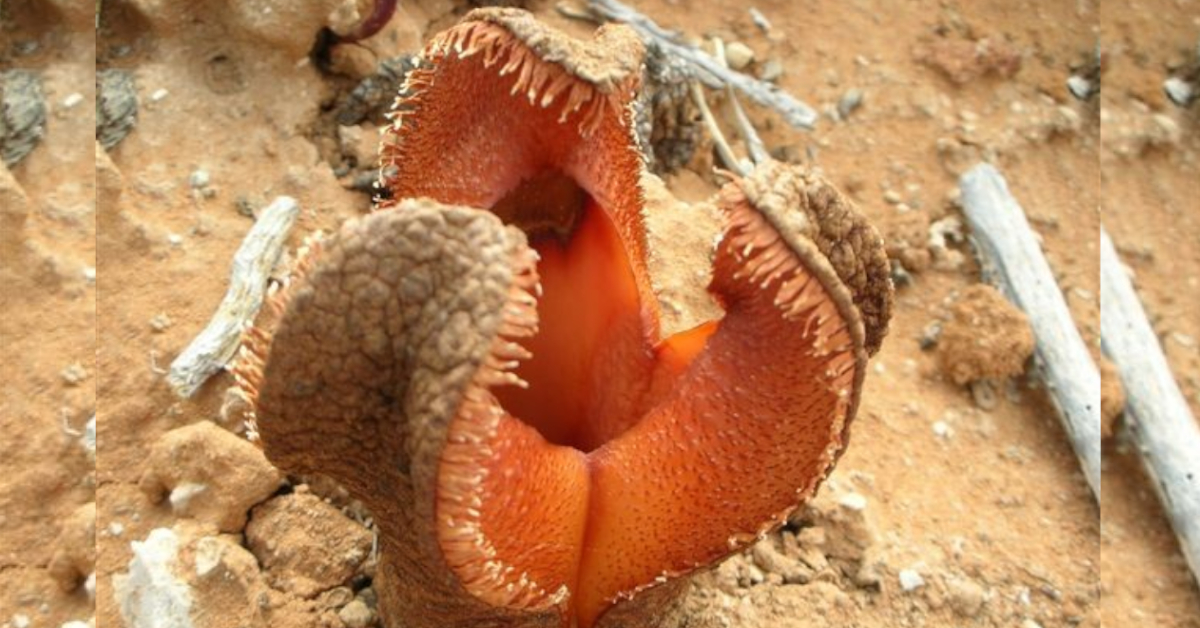 Bild einer Hydnora