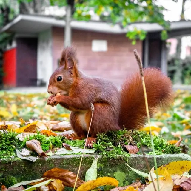 So kannst du Eichhörnchen anlocken.