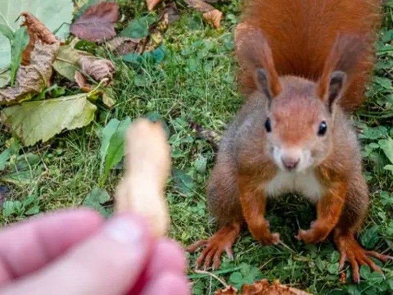 Jemand lockt ein Eichhörnchen an.