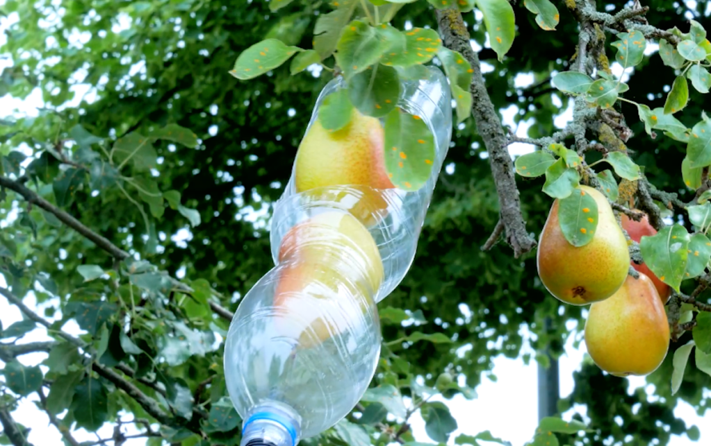 Jemand pflückt Birnen mit einer leeren Plastikflasche.