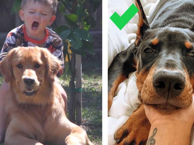 10 Tipps, wie du dich Hunden näherst, die du nicht kennst