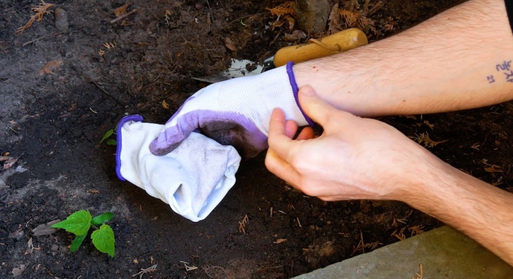 Handschuhe werden nach der Gartenarbeit ausgezogen.