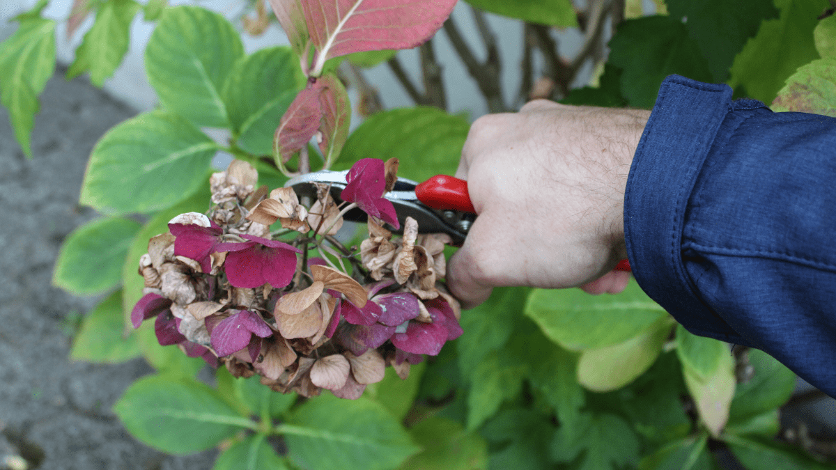 Eine verblühte Hortensie wird abgeschnitten.