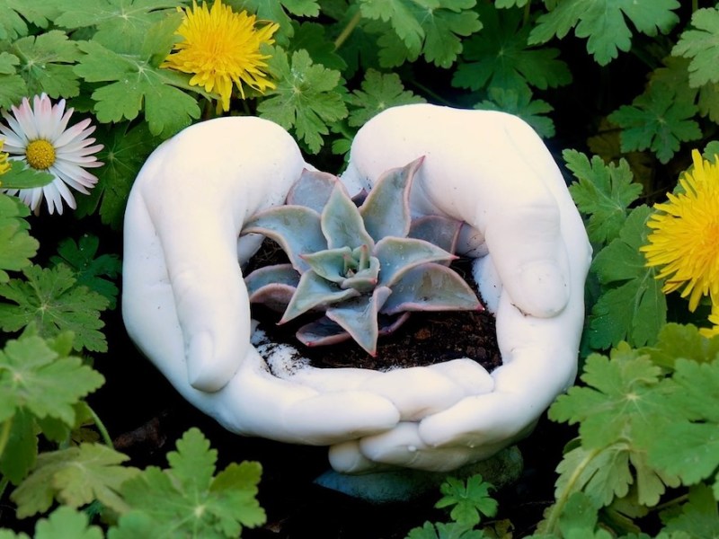 Hände als Blumentopf, bepflanzt mit einer Sukkulente.