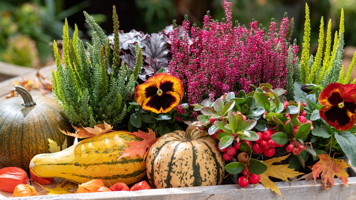 6 Tipps für die Herbstbepflanzung von Balkon und Garten.