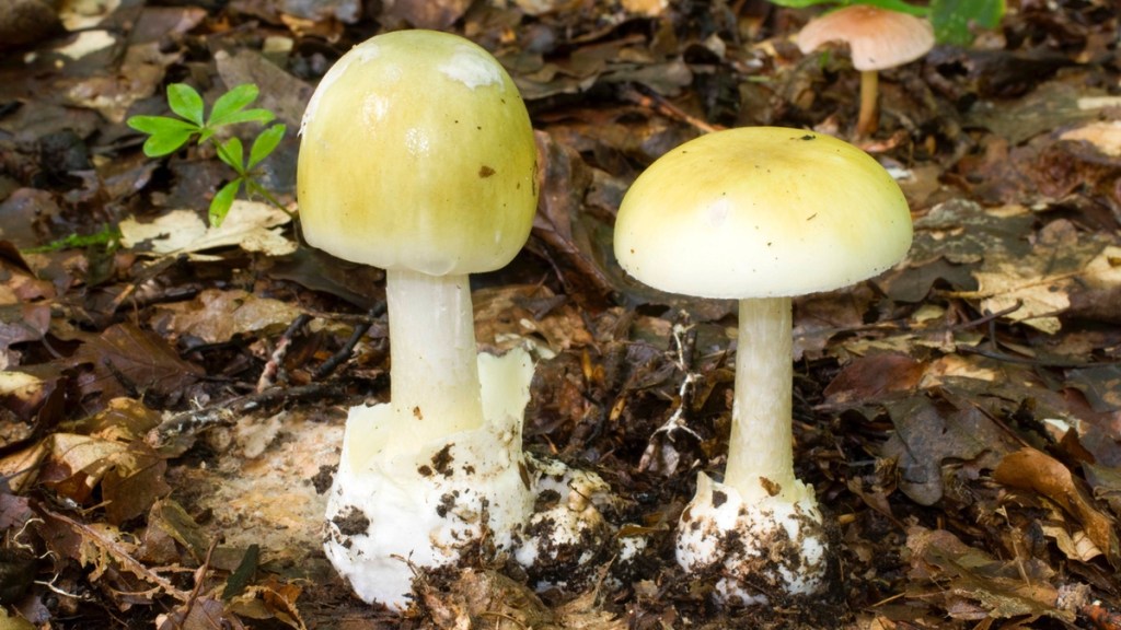 Zwei Knollenblätterpilze im Wald.