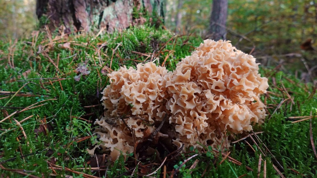 Krause Glucke in einem Wald.