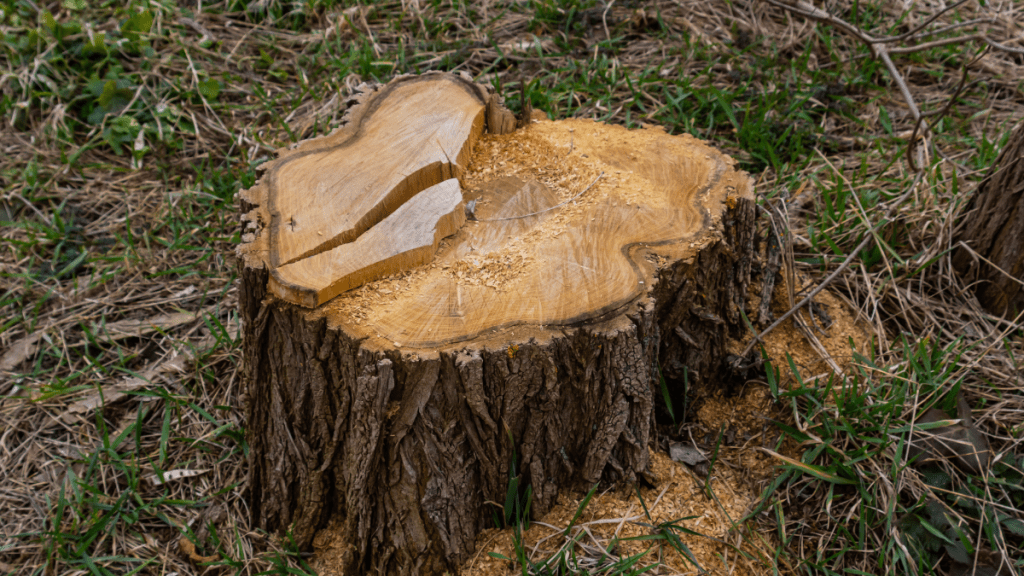 Baumstumpf im Garten