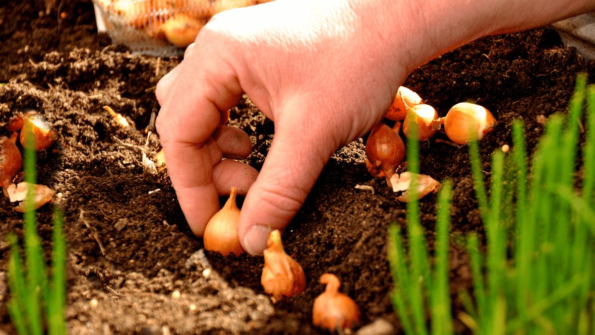 Eine Person setzt Blumenzwiebeln in die Erde.