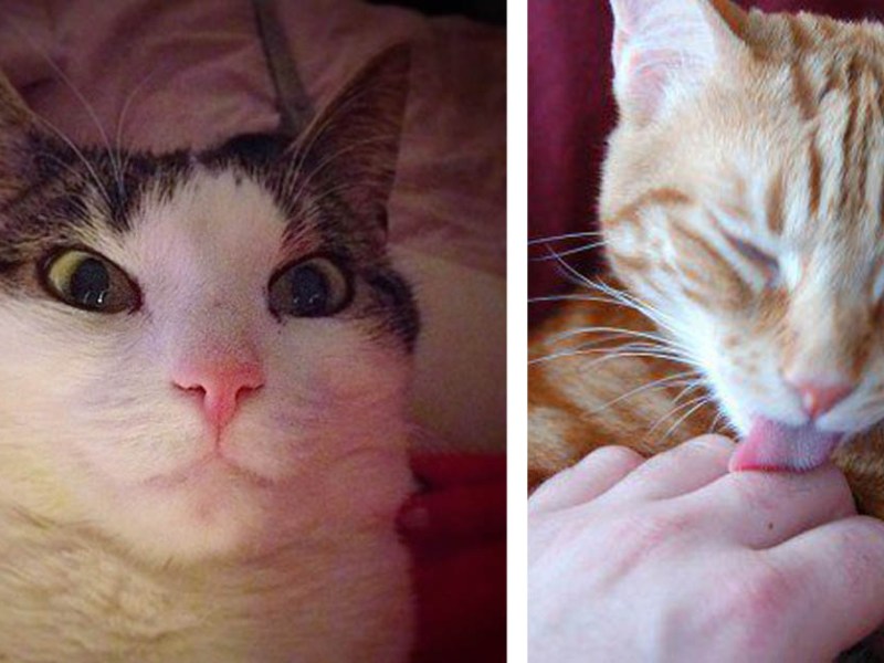5 unglaubliche Dinge, die Katzen spüren können