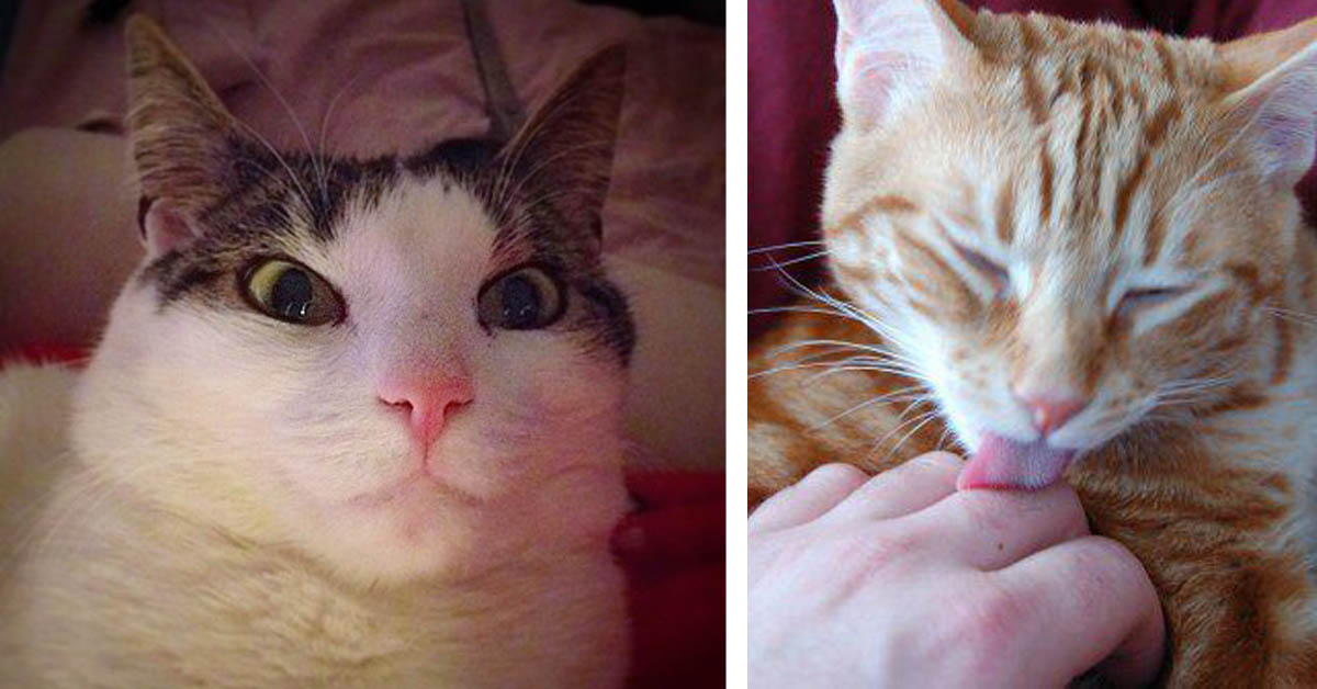 5 unglaubliche Dinge, die Katzen spüren können
