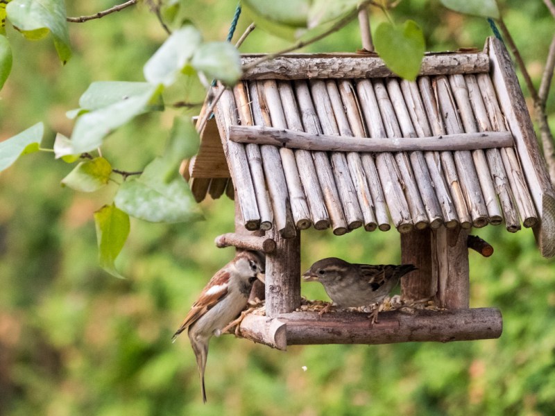 Zwei kleine Vögel sitzen in einem Vogelhaus und fressen Körner.