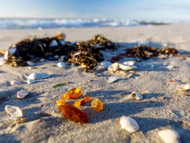 Bernsteine liegen an einem Strand zwischen Seegras und Muscheln.