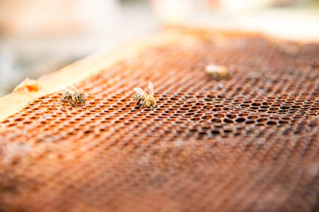 Tote bienen auf einem leeren Bienenstock, Nahaufnahme.