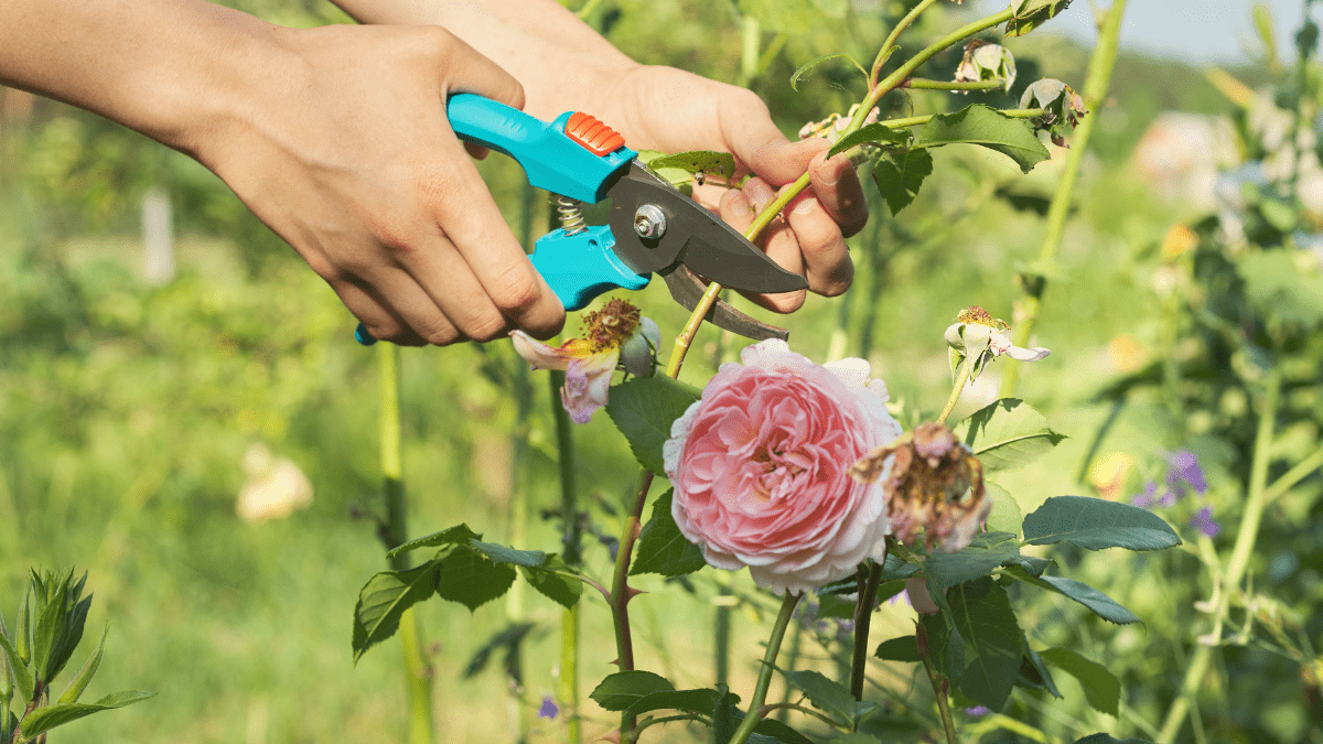 Eine Person schneidet eine verblühte Rose vom Busch.