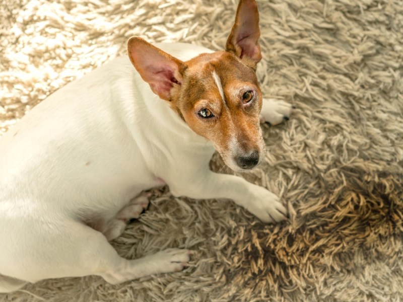 Urin aus Teppich entfernen: ein Hund sitzt neben einem Fleck auf einem Teppich