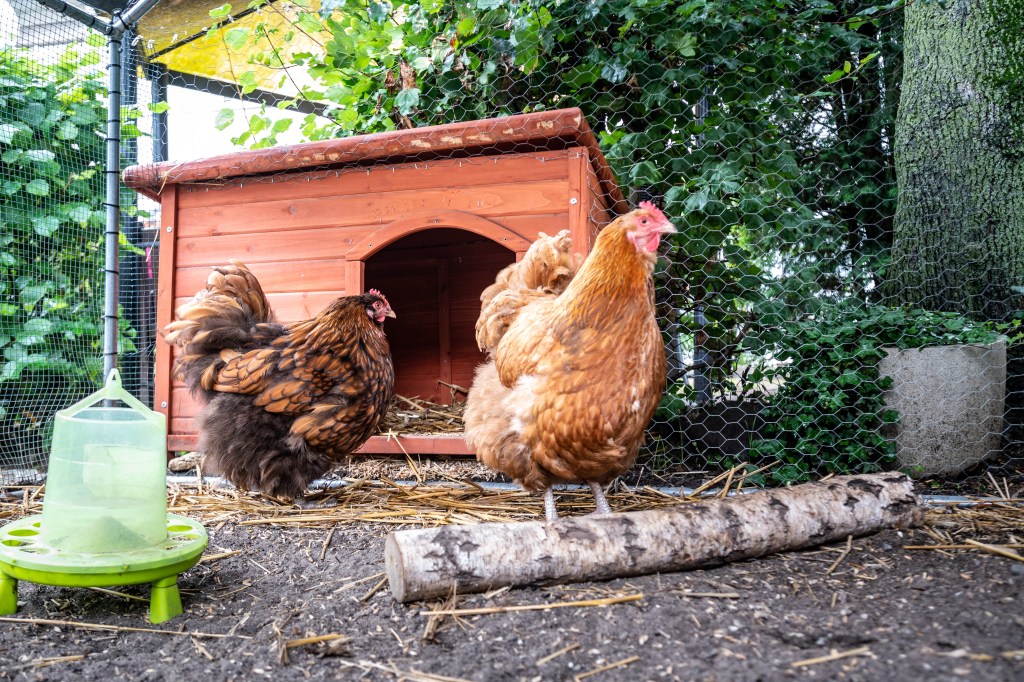 Hühner im Garten