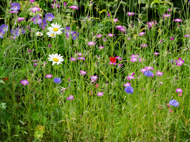 Eine Bienen-Blumenwiese