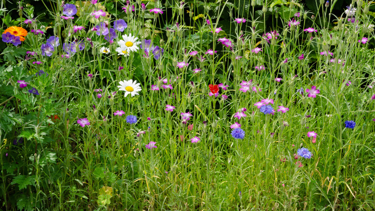 Eine Bienen-Blumenwiese