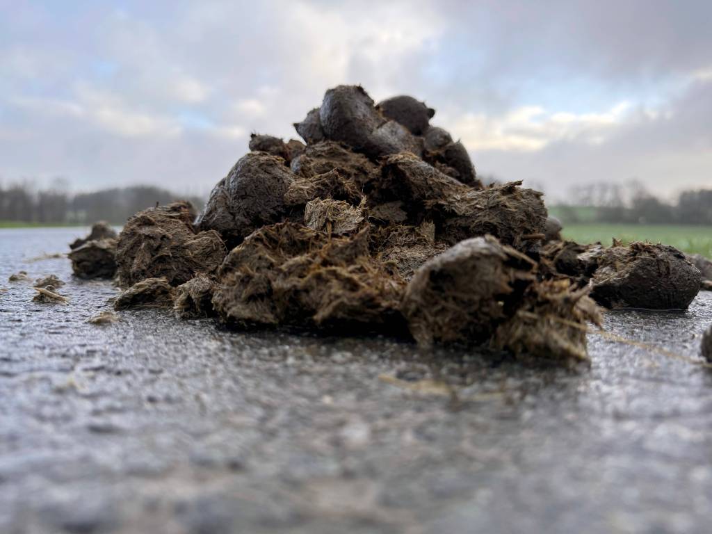 Pferdemist auf Boden in Nahaufnahme