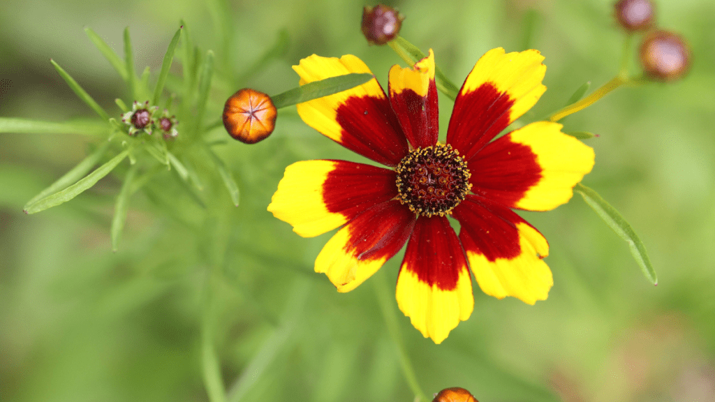 Eine Blüte der Pflanze Mädchenauge.