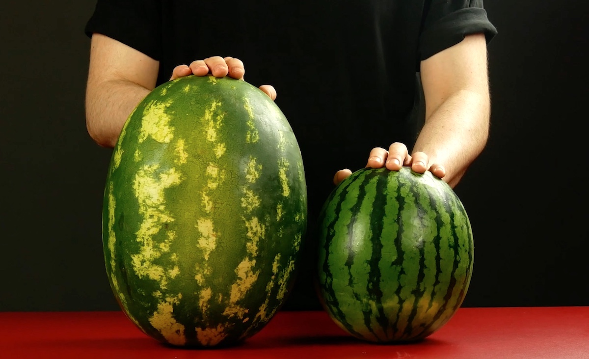 Zwei unterschiedliche große Wassermelonen.