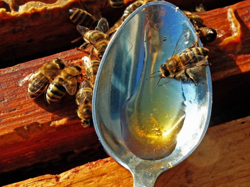 Löffel mit Honig, um Bienen zu füttern.