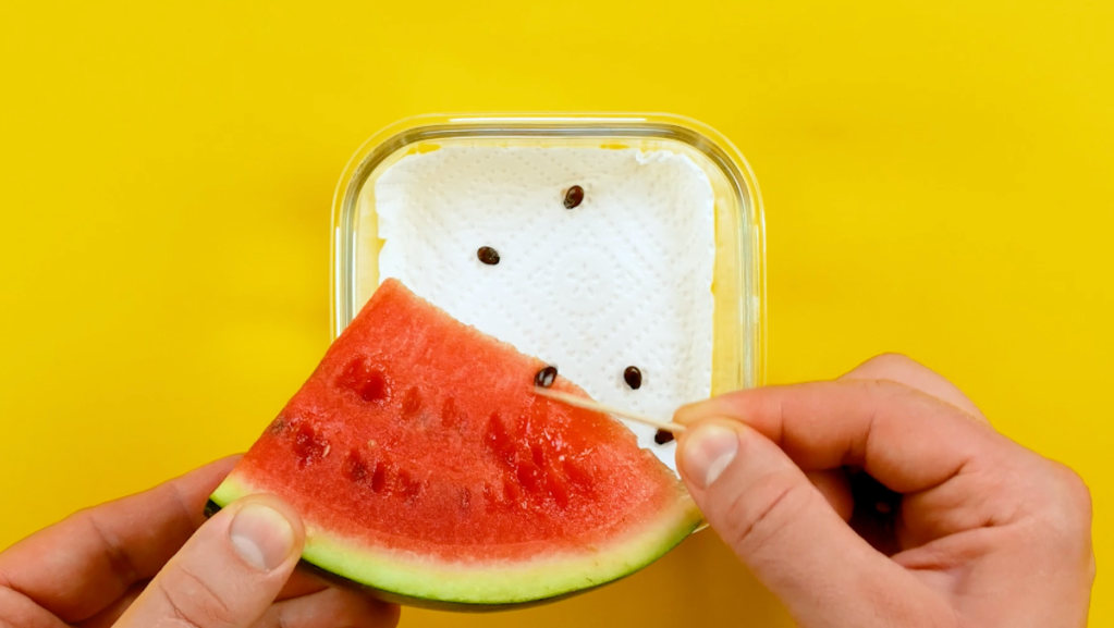 Die Kerne einer Wassermelone werden in eine mit küchenpapier ausgelegte Schale gegeben.