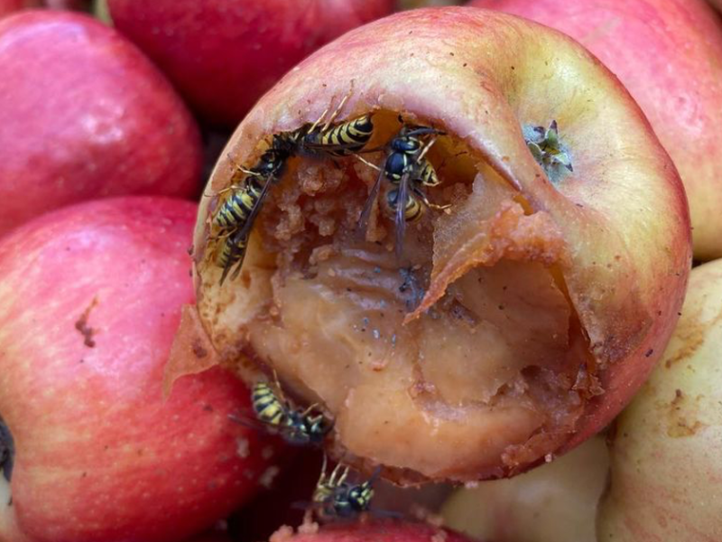 Wespen Naturschutz