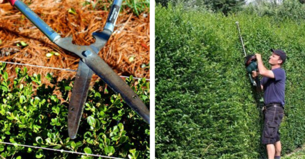 Hecke schneiden: Wann und wie es richtig geht