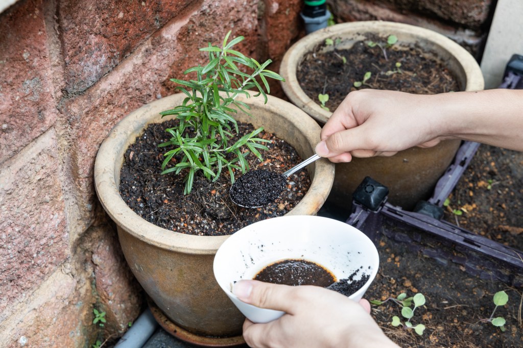 Kaffeesatz im Garten verwenden: Diese 5 Gründe sprechen dagegen.