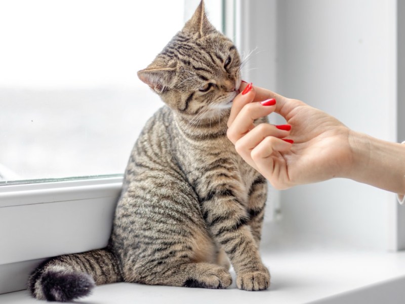 Eine Katze, die auf einer Fensterbank sitzt, wird von ihrer Besitzerin gestreichelt.