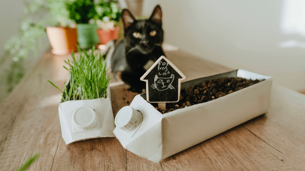 Zwei bepflanzte Tetra-Packs und eine schwarze Katze, die in die Kamera schaut.