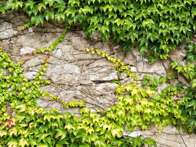 Efeu an einer Hauswand.