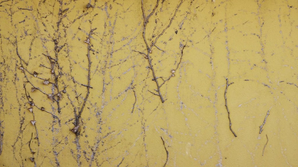 Schäden an der Hauswand, die durch Efeu entstanden sind.